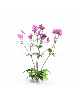 цветы Анемона хубейская anemone hupehensis 04