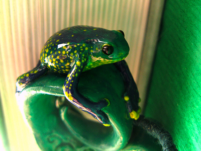 Тропическая лягушка. Необычный кулон - подвеска в виде лягушки (кулон-лягушка) из полимерной глины