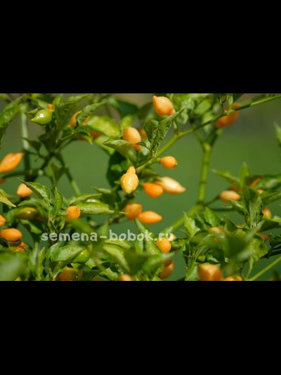 Перец острый Cabacinha Laranja, 10 шт