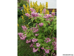 Дейция гибридная Строуберри Филдс фото в саду красовский-сад.рф