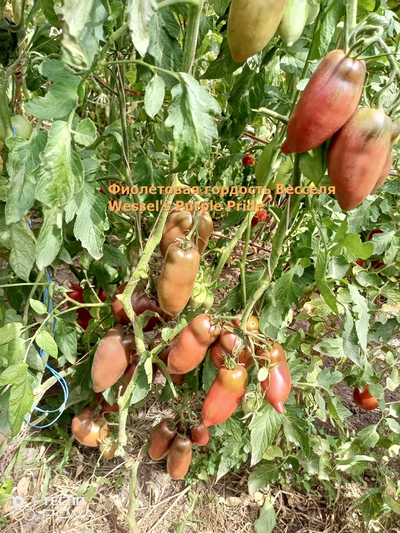 Томат Фиолетовая гордость Весселя (Wessel's Purple Pride)