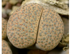 Lithops fulviceps (syn.lydiae) C219 - 10 семян