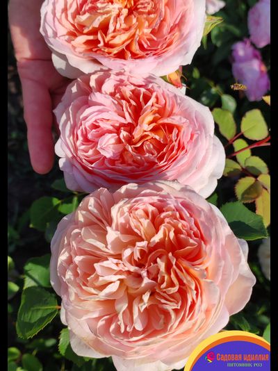 Батшеба (Batsheba)