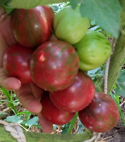 Томат Фиолетовая яшма (Цзы-Ю, Tci U, Китай)