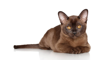 соболиный мальчик