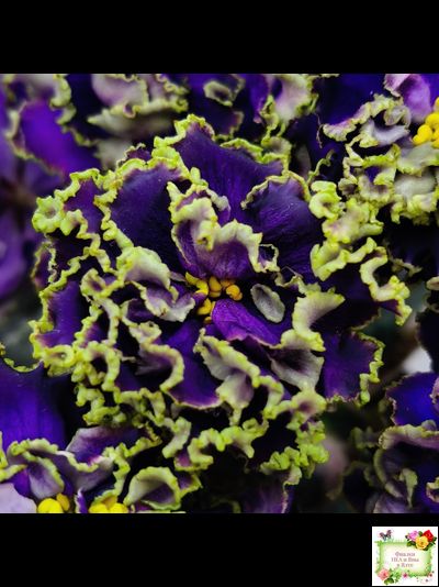 РС-Дремучий Лес (С. Репкина) 2019 г.