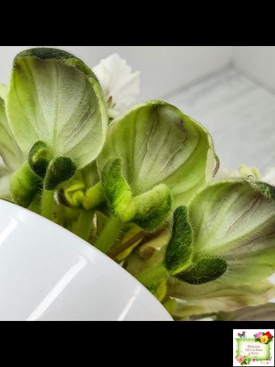 LV-Мариночка (Л. Шевелева) 2023 г. (клакамас бастл-листва с кроновой пестролистностью)