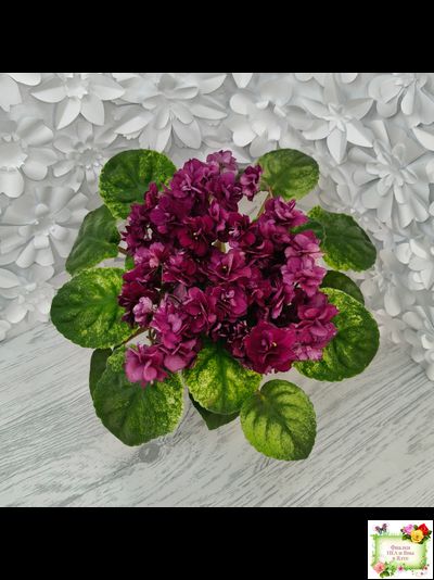 СВ-Город Солнечногорск (О.Емельянова) 2023 г. трейлер