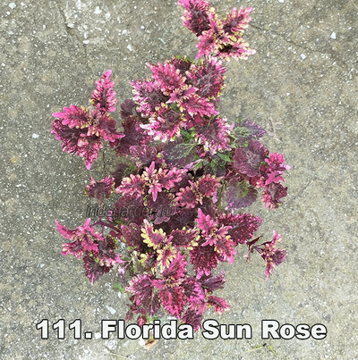 Колеус Florida Sun Rose