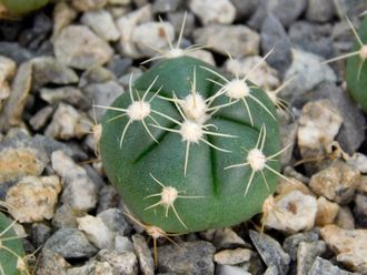 Gymnocalycium horstii v.rubrogemmatus (D=12-15мм)
