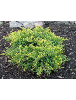 Можжевельник чешуйчатый Холгер, С2,20-40