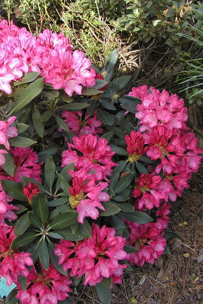 Рододендрон Sneezy