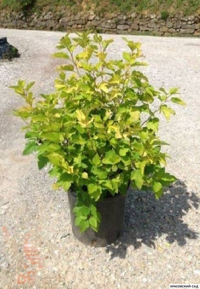 Пузыреплодник калинолистный Дартс Голд купить в красовский-сад.рф с доставкой