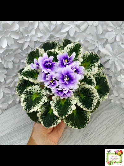 Р-Дурман (В. Зуб) 2020 г. (лист с детками укоренённый)