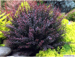 Барбарис Дартс Ред Леди - Dart's Red Lady