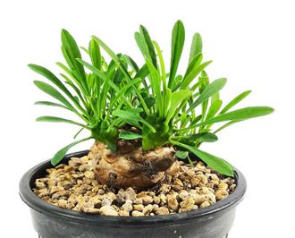 Euphorbia Bupleurifolia X Susannae - молочай ананасный, молочай сосновая шишка