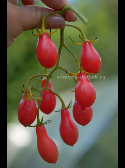 Томат Elf Tears (Слезы Эльфа), 10 шт