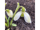 Galanthus &quot;Cowhouse Green&quot;