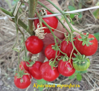 Томат Трюфель красный