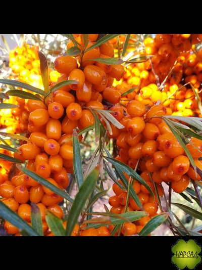 Облепиха женская "ИНЯ" (бесшипая, очень вкусная)