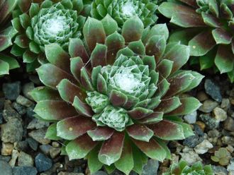 Sempervivum ARACHNOIDEUM - розетка