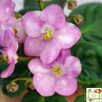 Heinz's Bubbles (H.Dornbusch) (лист посажен 30.01.26)