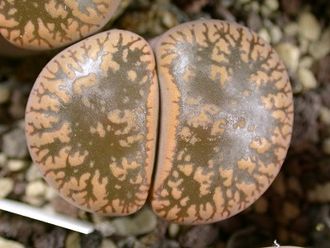 Lithops aucampiae (Kuruman form) C011 - 10 семян