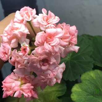 пеларгония зональная Grainger's Antique Rose