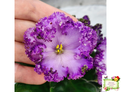 АВ-Пенная Вечеринка (Фиалковод) 2021 г.