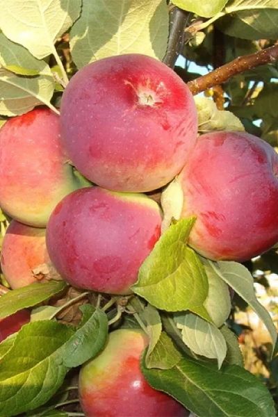 Яблоня  Орлик (зимн.)