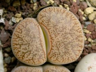 Lithops pseudotruncatella C099 - 10 семян