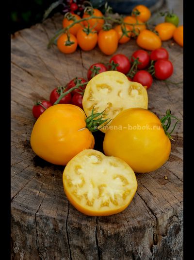 Томат Домашние Сердца Желтые от Гонсиоровских, 10 шт