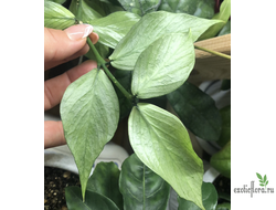 Hoya polyneura Silver