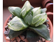 Хавортия пигмея мутант Ледяной Город - Haworthia pygmaea Mutant Ice City