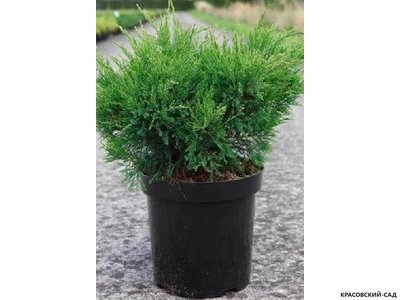 Можжевельник пфитцериана Компакта - Pfitzeriana Compacta