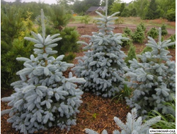 Ель Мисти Блю фото крупным планом - красовский-сад.рф