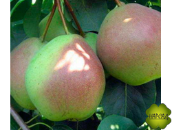 Груша "Зимняя десертная" (позднеосенняя, вкусная и лежкая) (саженец 2 года)