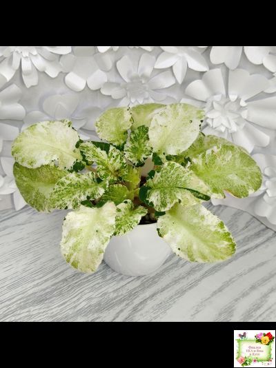 КНН-Крокус химерный спорт по листу