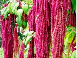 Амарант (Amaranthus caudatus) 10 мл - масло базовое нерафинированное пищевое