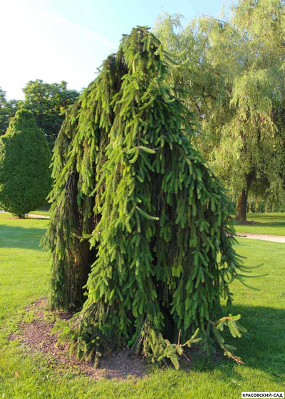 Ель Инверса - Inversa