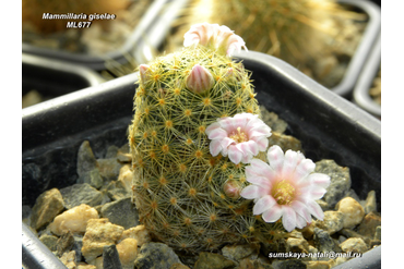 Mammillaria schiedeana v. giselae ML 677   