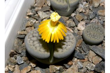 Lithops schwantesii ssp. schwantesii v. urikosensis
