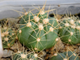 Gymnocalycium buenekeri GF 260 (D=15-20 мм)