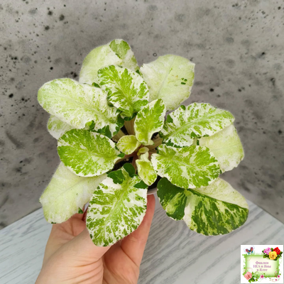 КНН-Крокус химерный спорт по листу