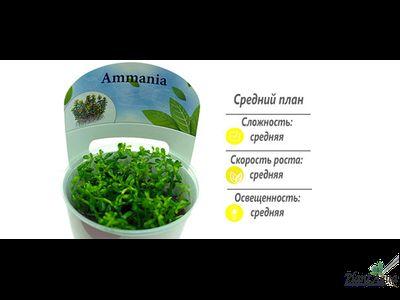 Аммания Бонсай (меристемная)