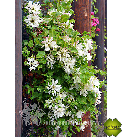 Клематис юкиокоши фото и описание Clematis 'Yukiokoshi' Powojnik wielkokwiatowy 7427802227 oficjal
