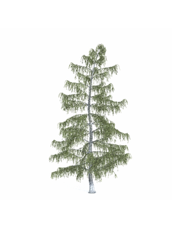 хвойные Ель Бревера 10