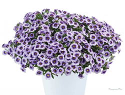 Калибрахоа Eyeconic Purple