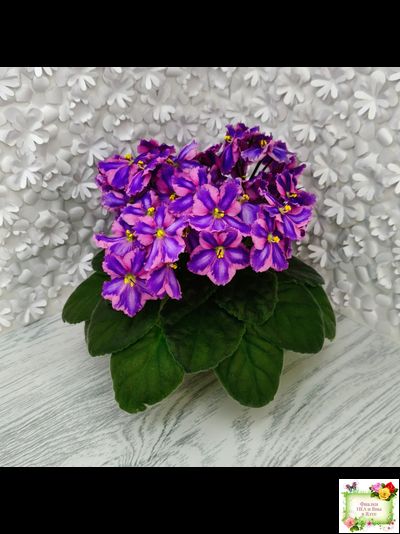 СГ-Каспер (И.Киселёва/С.Голубцова) химера