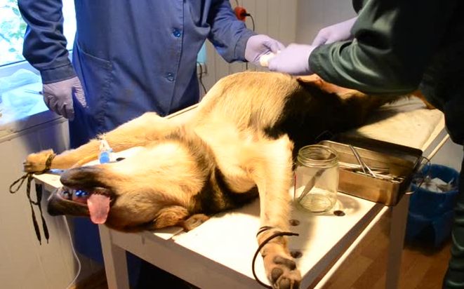 Стерилизация собак